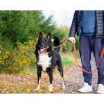 Роскошный молодой пёс