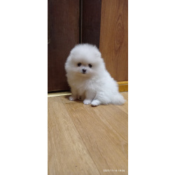 Шикарные белые щенки померанский шпиц