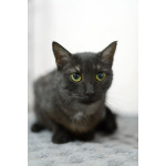 Афина – кошка редкой красоты, словно сотканная из ночи и серебра.