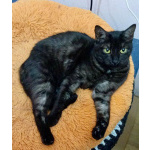 Афина – кошка редкой красоты, словно сотканная из ночи и серебра.