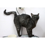 Афина – кошка редкой красоты, словно сотканная из ночи и серебра.