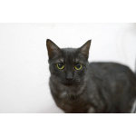 Афина – кошка редкой красоты, словно сотканная из ночи и серебра.