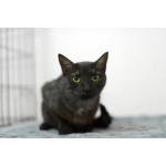 Афина – кошка редкой красоты, словно сотканная из ночи и серебра.