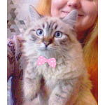 Котята Невская маскарадная color blue point пушистый