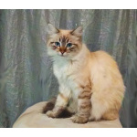 Котята Невская маскарадная color blue point пушистый