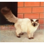 Котята Невская маскарадная color blue point пушистый