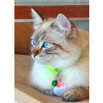 Котята Невская маскарадная color blue point пушистый