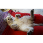 Котята Невская маскарадная color blue point пушистый