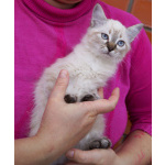 Котята Невская маскарадная color blue point пушистый