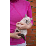 Котята Невская маскарадная color blue point пушистый