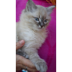 Котята Невская маскарадная color blue point пушистый