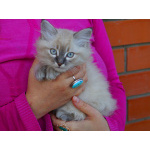 Котята Невская маскарадная color blue point пушистый