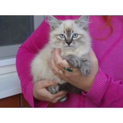 Котята Невская маскарадная color blue point пушистый
