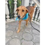 Добрый, нежный песик Рыжулик, метис Русской Гончей в дар