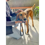 Добрый, нежный песик Рыжулик, метис Русской Гончей в дар