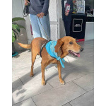 Добрый, нежный песик Рыжулик, метис Русской Гончей в дар