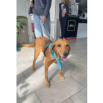 Добрый, нежный песик Рыжулик, метис Русской Гончей в дар