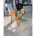 Добрый, нежный песик Рыжулик, метис Русской Гончей в дар