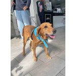 Добрый, нежный песик Рыжулик, метис Русской Гончей в дар