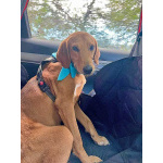 Добрый, нежный песик Рыжулик, метис Русской Гончей в дар