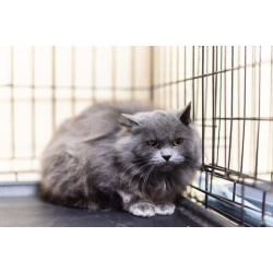 Пушистая красавица Артемида в добрые руки.