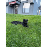 Уголек ищет дом!