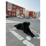 Уголек ищет дом!