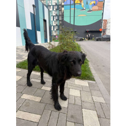 Уголек ищет дом!