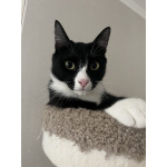 Добрый и ласковый котик Маркиз ищет дом!