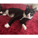 Добрый и ласковый котик Маркиз ищет дом!