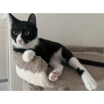 Добрый и ласковый котик Маркиз ищет дом!