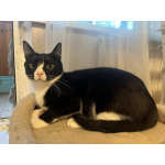 Добрый и ласковый котик Маркиз ищет дом!