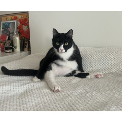 Добрый и ласковый котик Маркиз ищет дом!