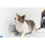 Изящная кошечка Афина ищет семью.