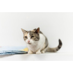 Изящная кошечка Афина ищет семью.