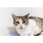 Изящная кошечка Афина ищет семью.