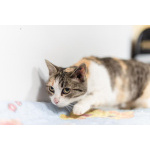 Изящная кошечка Афина ищет семью.