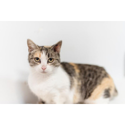 Изящная кошечка Афина ищет семью.