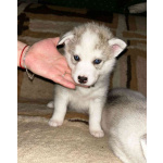 Продаются щенки чистокровной Сибирской хаски