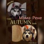 Продаются щенки чистокровной Сибирской хаски