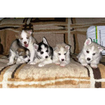 Продаются щенки чистокровной Сибирской хаски