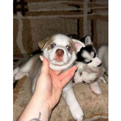 Продаются щенки чистокровной Сибирской хаски