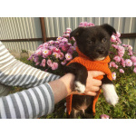 Две маленькие кнопки ищут дом