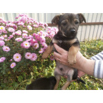 Две маленькие кнопки ищут дом