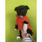 Две маленькие кнопки ищут дом