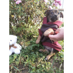 Две маленькие кнопки ищут дом