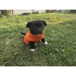 Две маленькие кнопки ищут дом