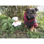 Две маленькие кнопки ищут дом