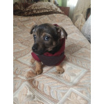 Две маленькие кнопки ищут дом