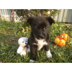 Две маленькие кнопки ищут дом